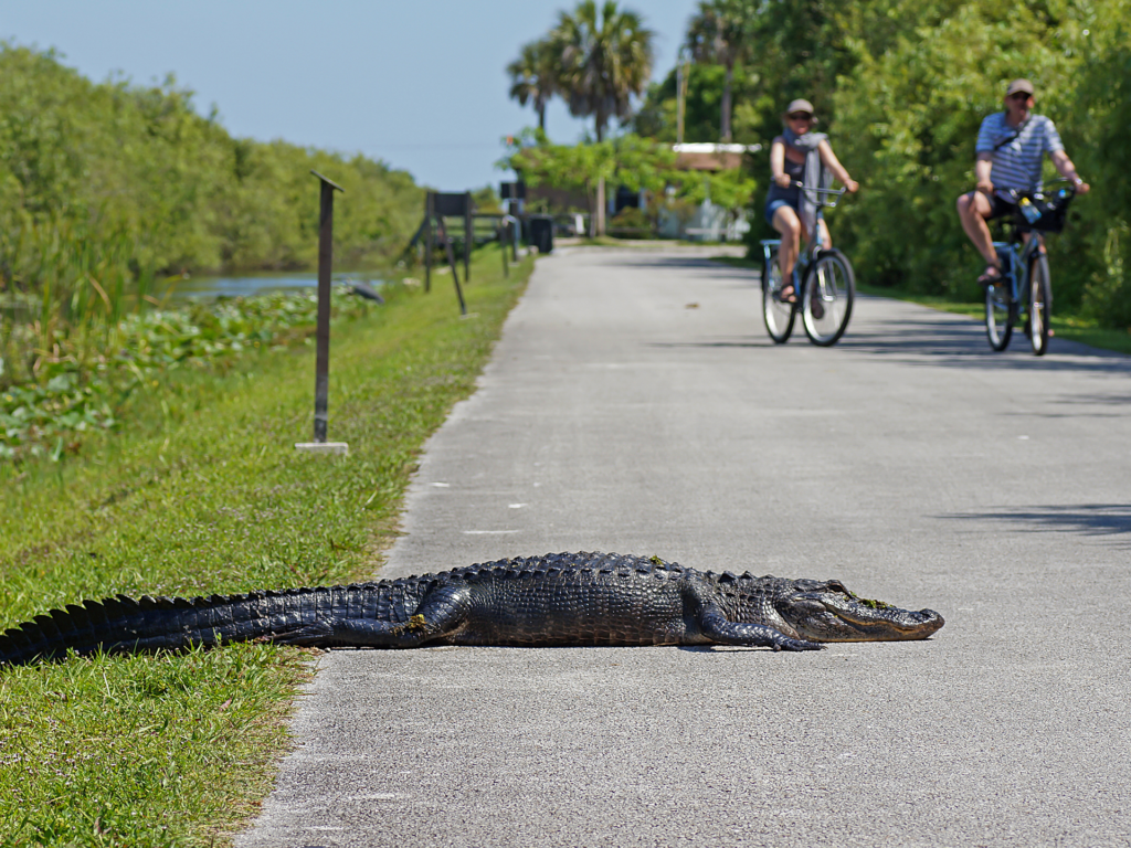 usa4everyone - Everglades Alligator oder Krokodil Unterschied